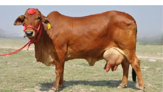 साहीवाल — गाय breed