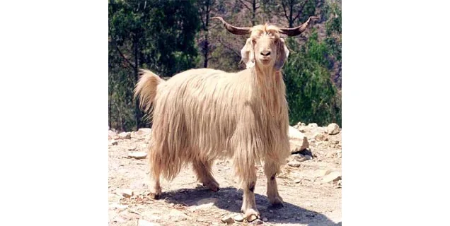 गद्दी — भेड़ breed