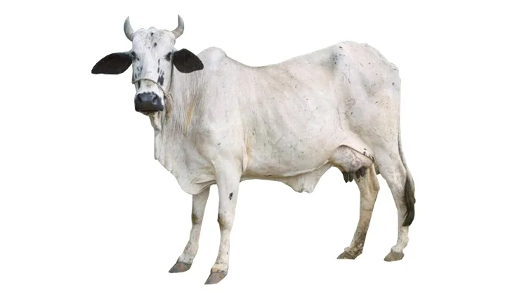 Bachaur — Cattle breed