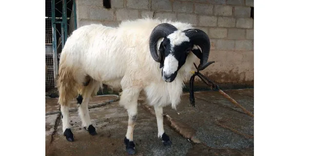 छोटानागपुरी — भेड़ breed