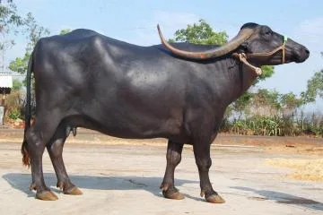 Pandharpuri — Buffalo breed