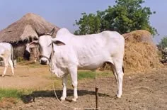Ongole — Cattle breed