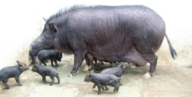 Agonda Goan — Pig breed