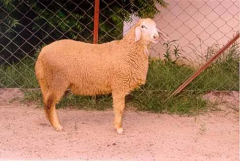 मुज़फ़्फ़रनगरी — भेड़ breed