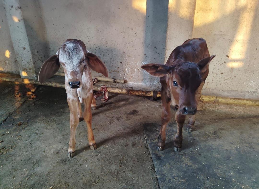 कृत्रिम गर्भाधान